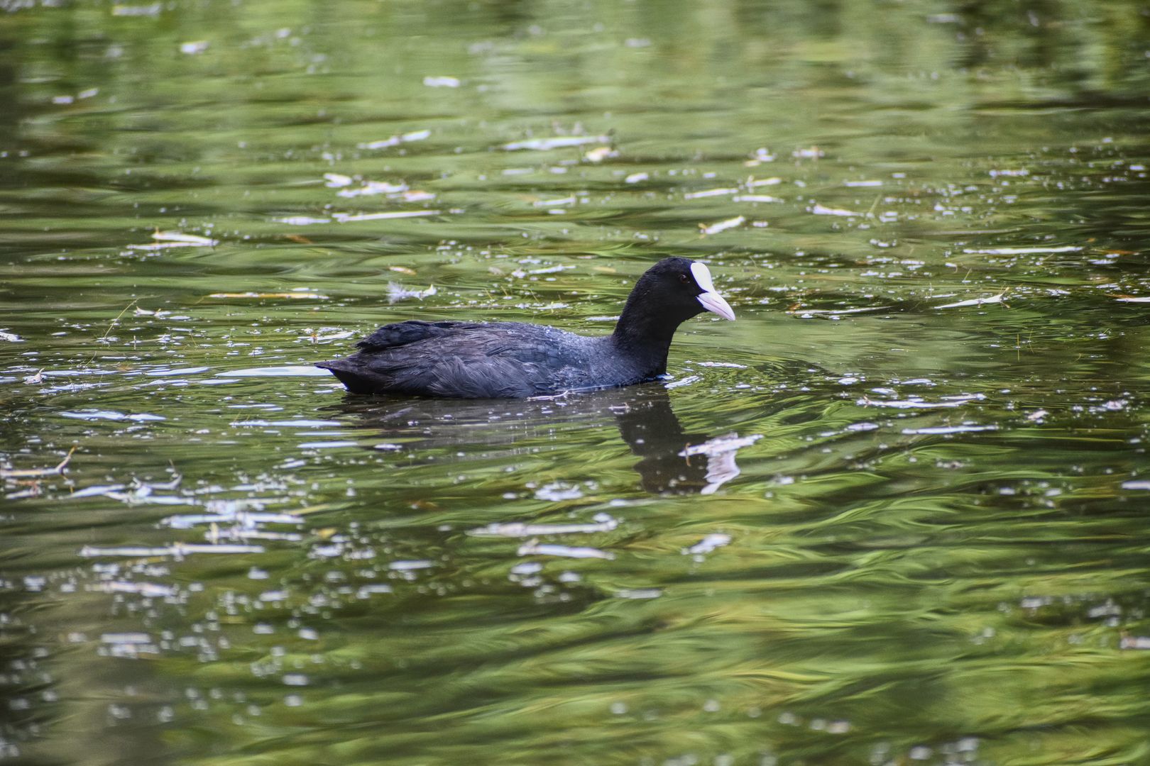 Blässhuhn auf Wasser