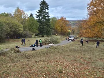 Feld mit Bäumen