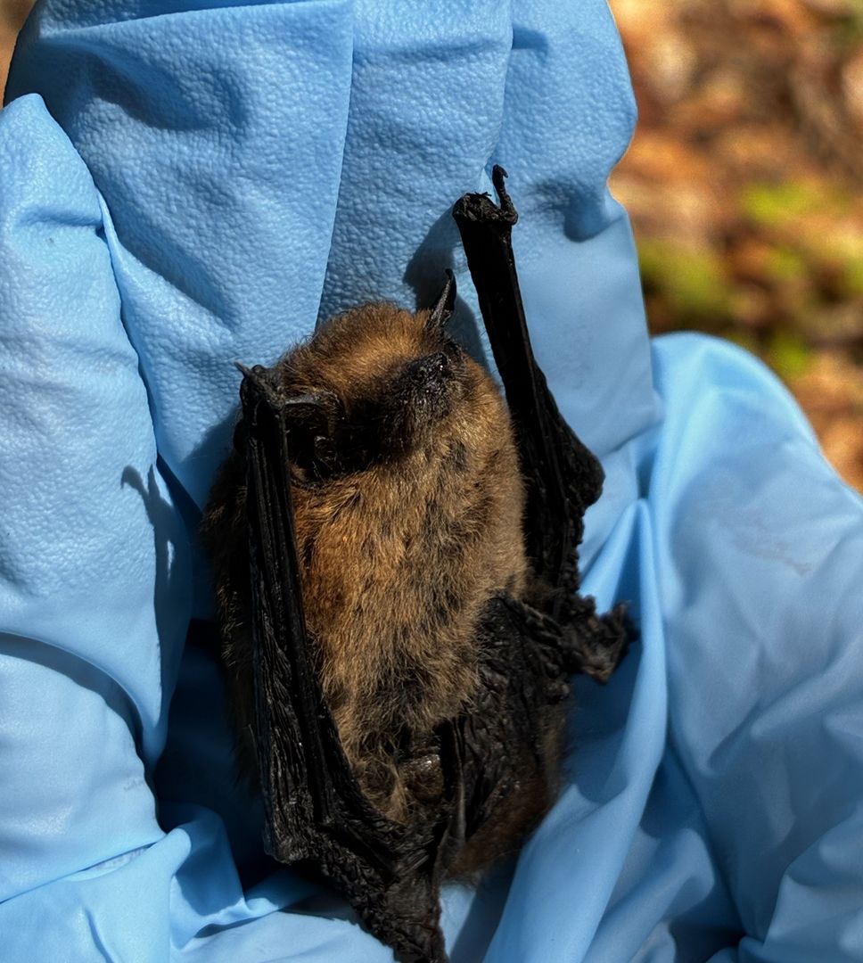 Zwergfledermaus