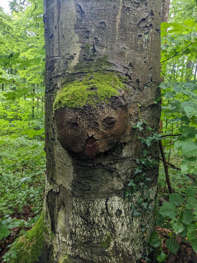 Baum mit Gesicht
