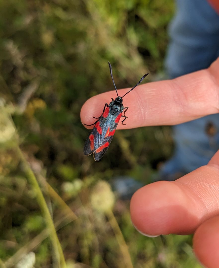 Blau roter Käfer auf Finger